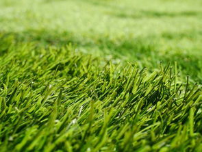 人造草坪围挡 绿化人造草坪 绽放